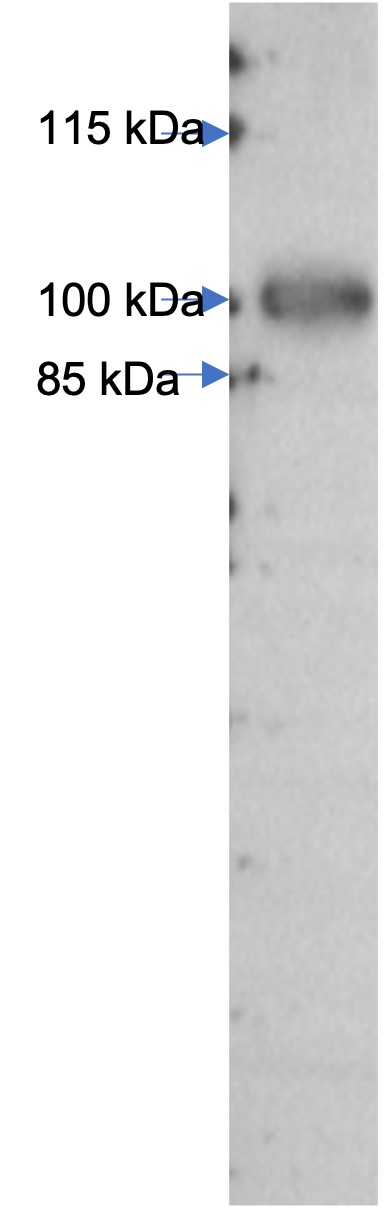 Recombinant TLR2 Protein with human Fc Tag
